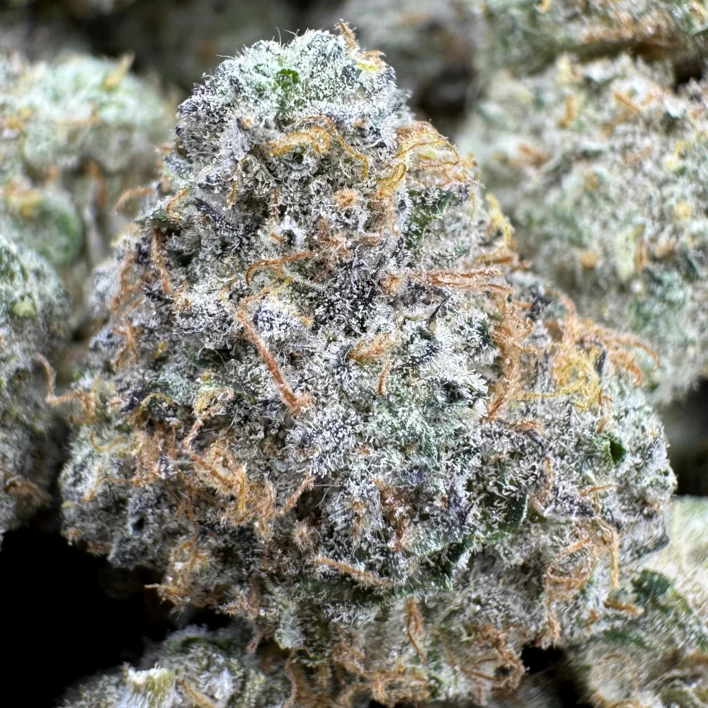 Lemon Cherry Sherbert